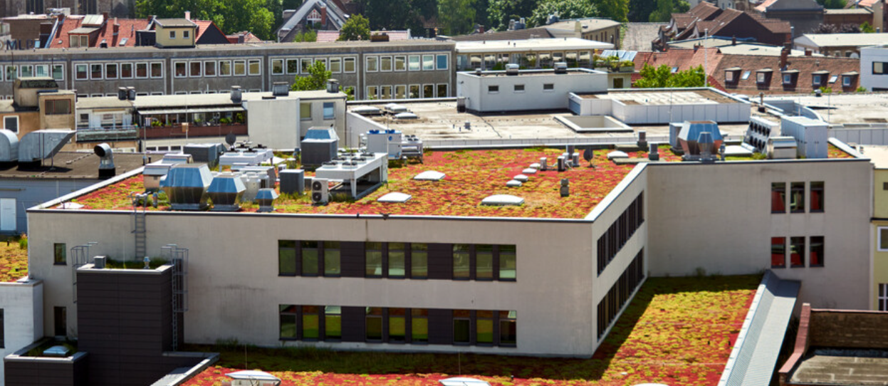 Green roof 5